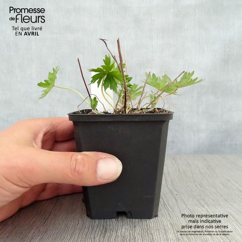 Example of Geranium palustre - Storchschnabel Kleine Töpfe von 8/9 cm as you get in printemps