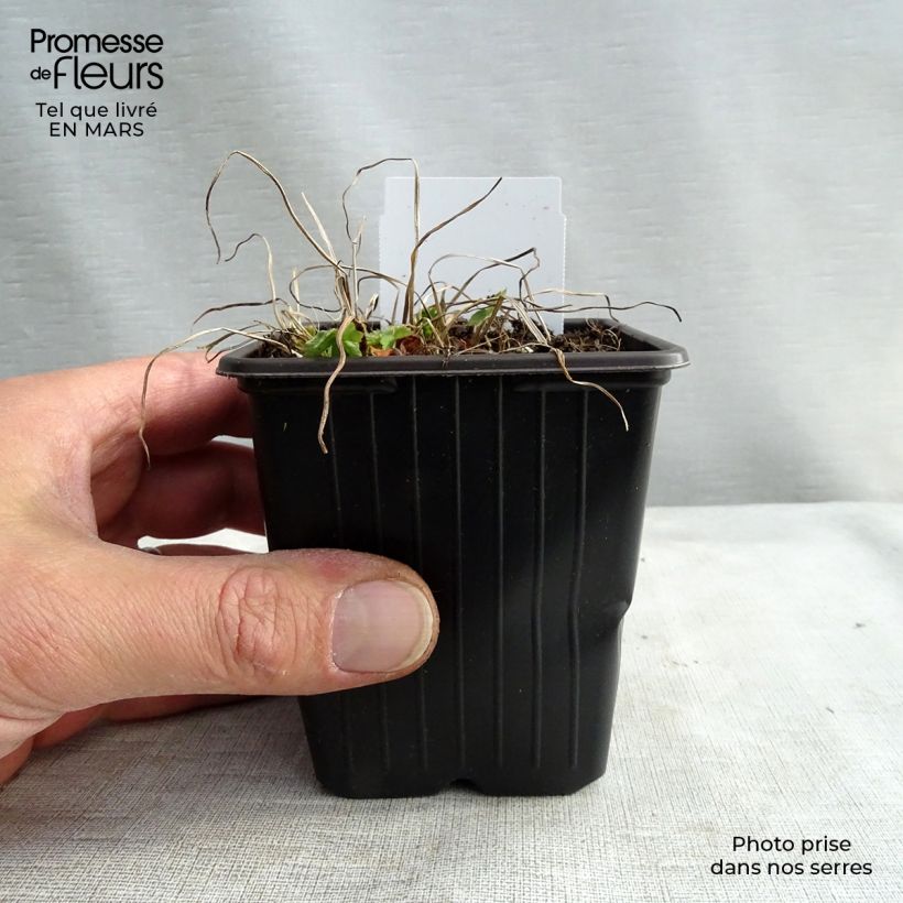 Example of Geranium phaeum - Brauner Storchschnabel Kleine Töpfe von 8/9 cm as you get in printemps