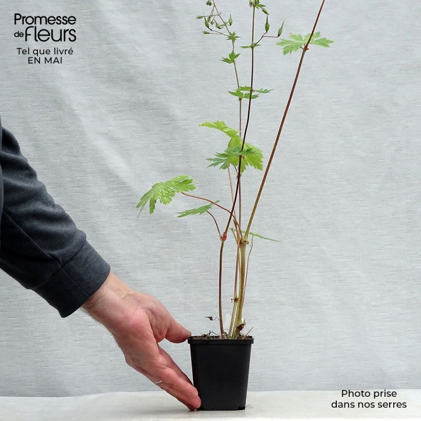 Exemplar von Geranium phaeum Mourning Widow - Brauner Storchschnabel Kleine Töpfe von 8/9 cm wie im Frühjahr geliefert