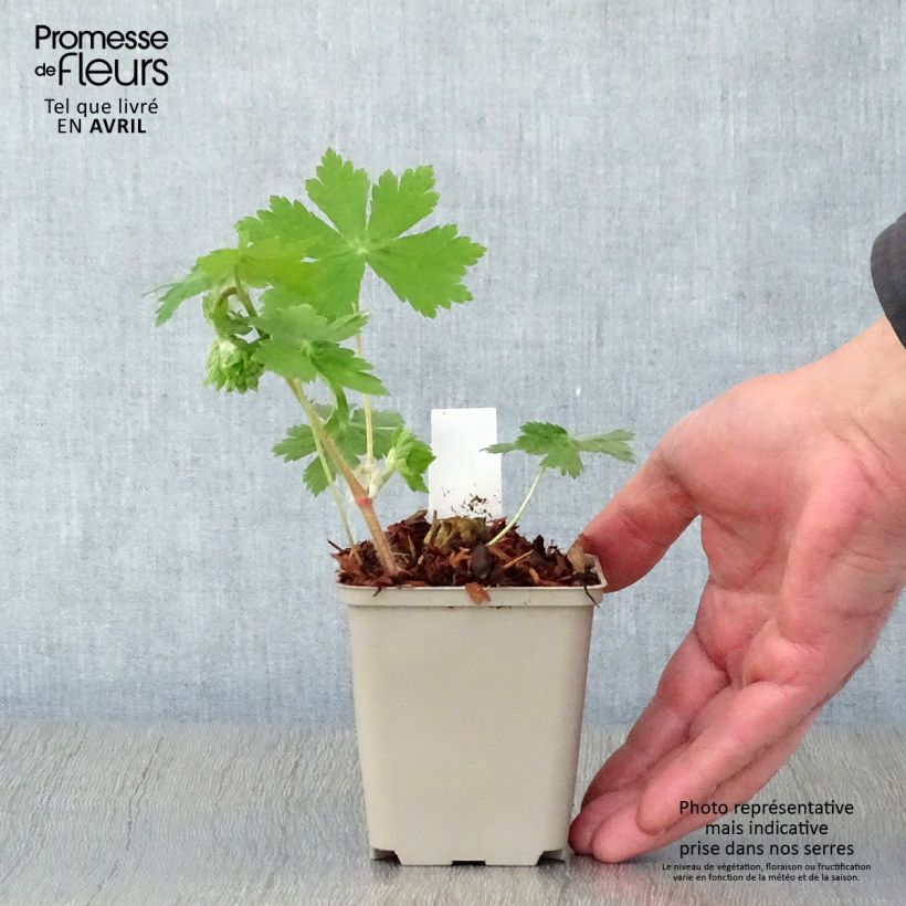 Example of Geranium phaeum Raven - Brauner Storchschnabel Kleine Töpfe von 8/9 cm as you get in printemps