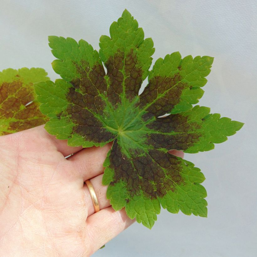 Geranium phaeum Samobor - Brauner Storchschnabel (Foliage)