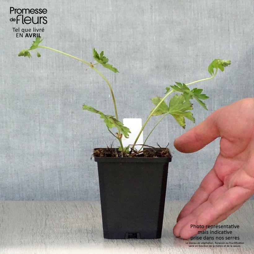 Example of Geranium phaeum Samobor - Brauner Storchschnabel Kleine Töpfe von 8/9 cm as you get in printemps