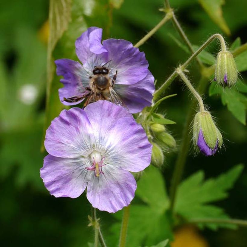 Geranium phaeum var lividum - Brauner Storchschnabel (Flowering)