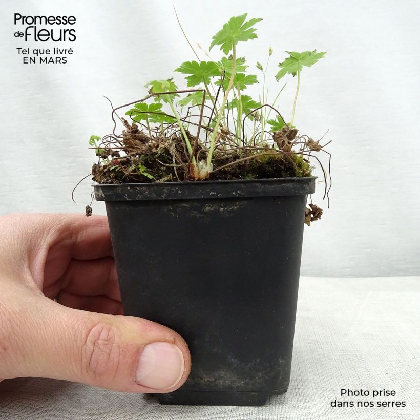 Example of Geranium phaeum var lividum - Brauner Storchschnabel Kleine Töpfe von 8/9 cm as you get in printemps