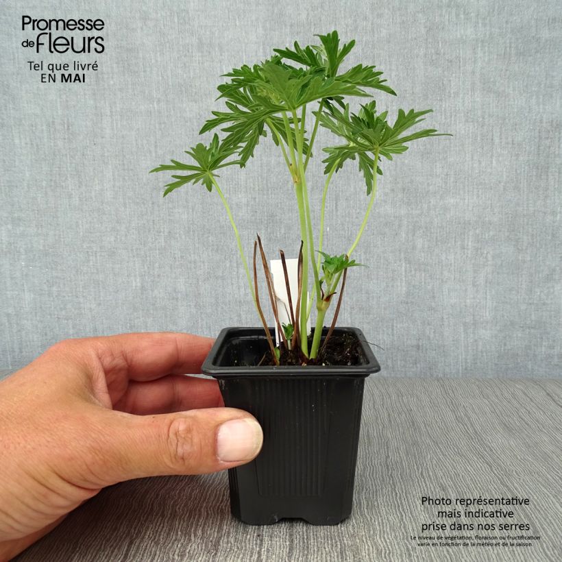 Exemplar von Geranium pratense Algera Double - Wiesen-Storchschnabel Kleine Töpfe von 8/9 cm wie im Frühjahr geliefert