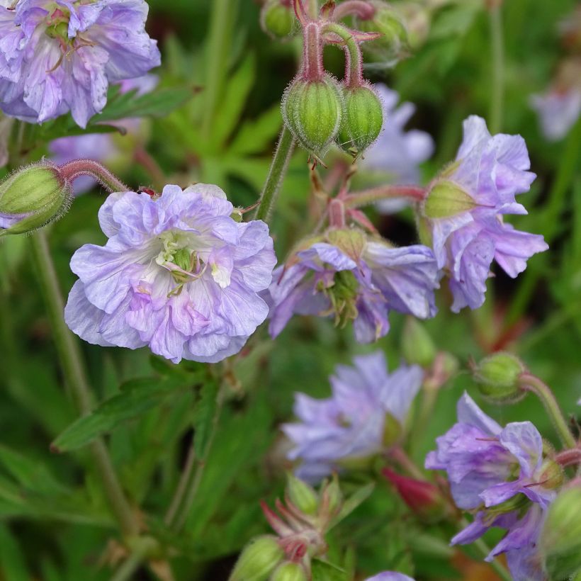 Geranium pratense Cloud Nine - Wiesen-Storchschnabel (Flowering)