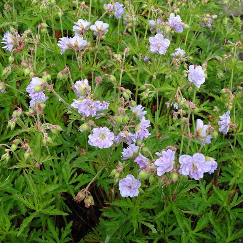 Geranium pratense Cloud Nine - Wiesen-Storchschnabel (Plant habit)