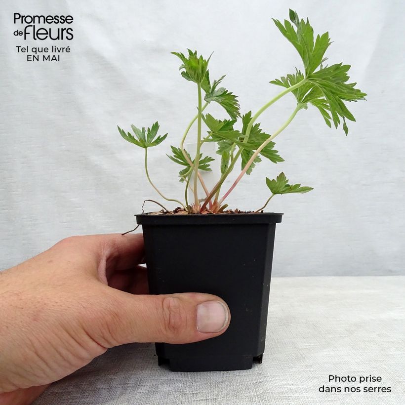 Example of Geranium pratense Cloud Nine - Wiesen-Storchschnabel Kleine Töpfe von 8/9 cm as you get in printemps