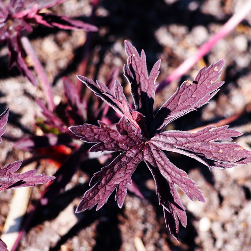 Geranium pratense Dark Reiter - Wiesen-Storchschnabel (Laub)