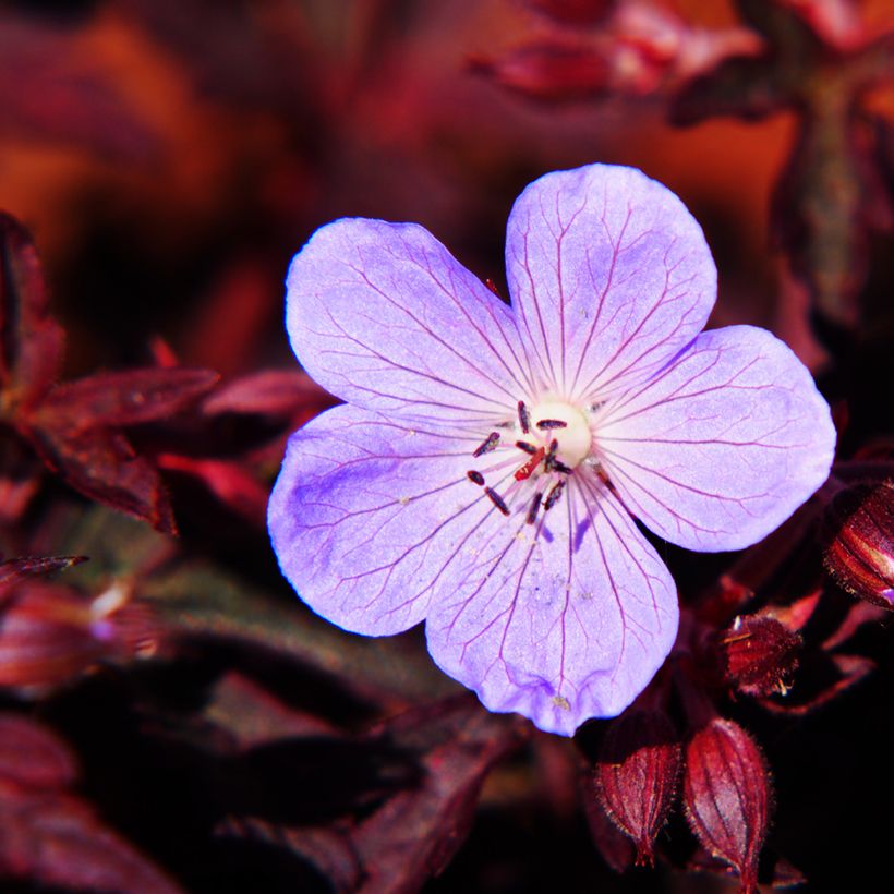 Geranium pratense Dark Reiter - Wiesen-Storchschnabel (Blüte)