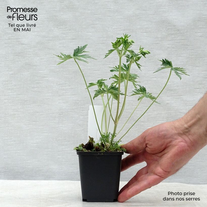 Exemplar von Geranium pratense f. albiflorum Galactic - Wiesen-Storchschnabel Kleine Töpfe von 8/9 cm wie im Frühjahr geliefert