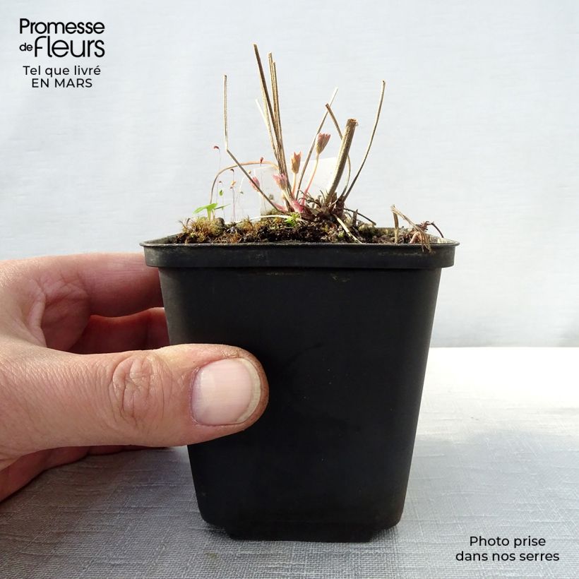 Exemplar von Geranium pratense Ilja - Wiesen-Storchschnabel Kleine Töpfe von 8/9 cm wie im Frühjahr geliefert