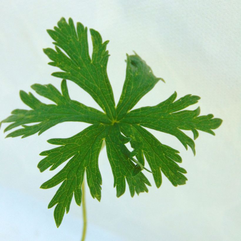 Geranium pratense Laura - Wiesen-Storchschnabel (Foliage)