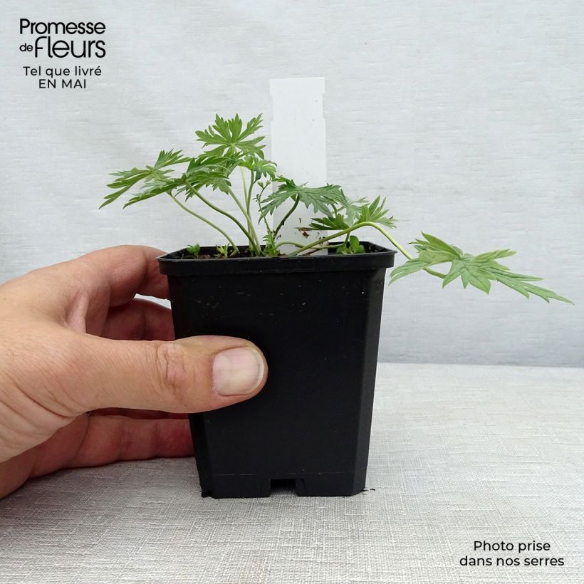 Example of Geranium pratense Laura - Wiesen-Storchschnabel Kleine Töpfe von 8/9 cm as you get in printemps