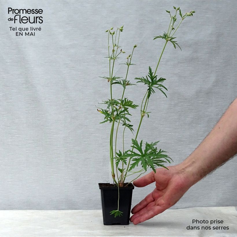 Example of Geranium pratense Summer Skies - Wiesen-Storchschnabel Kleine Töpfe von 8/9 cm as you get in printemps