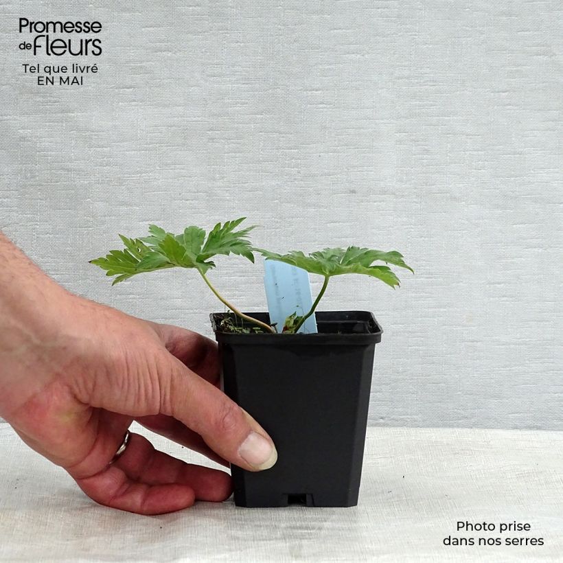 Example of Geranium psilostemon - Armenischer Storchschnabel Kleine Töpfe von 8/9 cm as you get in printemps