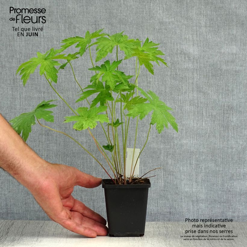 Exemplar von Geranium psilostemon - Armenischer Storchschnabel Kleine Töpfe von 8/9 cm wie im Sommer geliefert