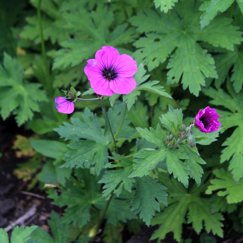 Geranium psilostemon - Armenischer Storchschnabel (Flowering)