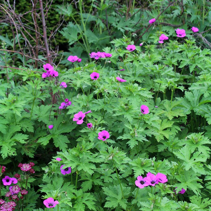 Geranium psilostemon - Armenischer Storchschnabel (Plant habit)