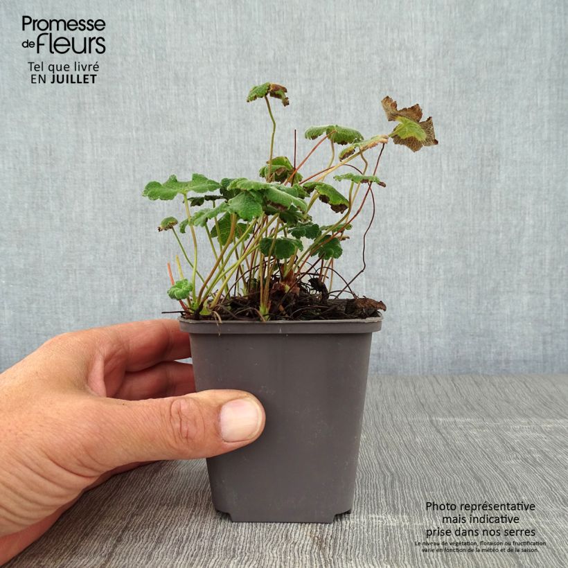 Exemplar von Geranium renardii - Kaukasus-Storchschnabel Kleine Töpfe von 8/9 cm wie im Sommer geliefert