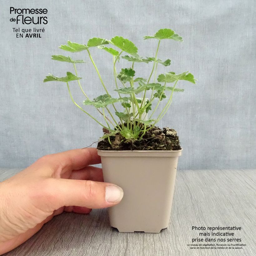 Exemplar von Geranium renardii - Kaukasus-Storchschnabel Kleine Töpfe von 8/9 cm wie im Frühjahr geliefert