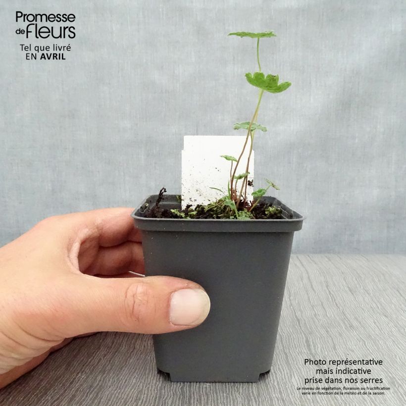 Exemplar von Geranium renardii Tcschelda - Kaukasus-Storchschnabel Kleine Töpfe von 8/9 cm wie im Frühjahr geliefert