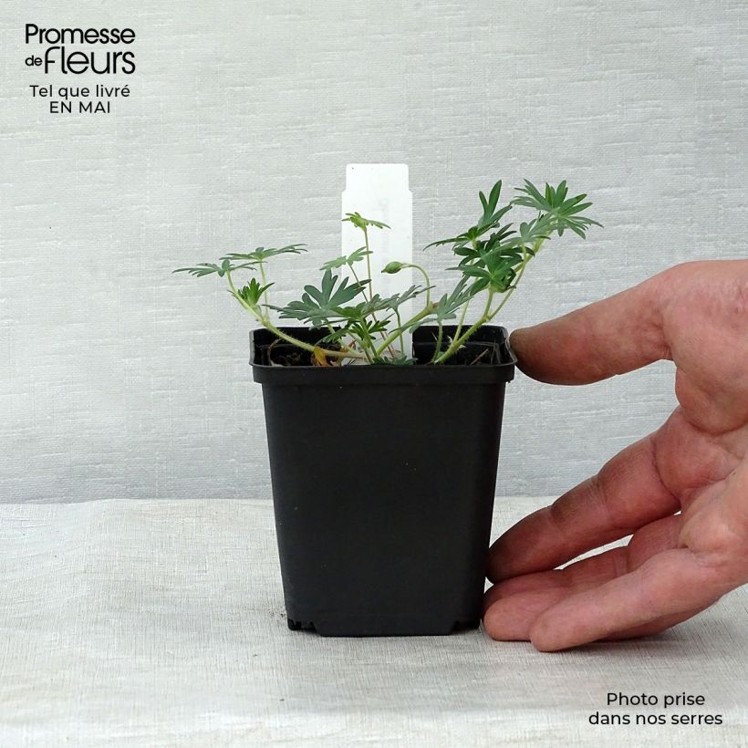 Example of Geranium sanguineum Aviemore - Blutstorchschnabel Kleine Töpfe von 8/9 cm as you get in printemps