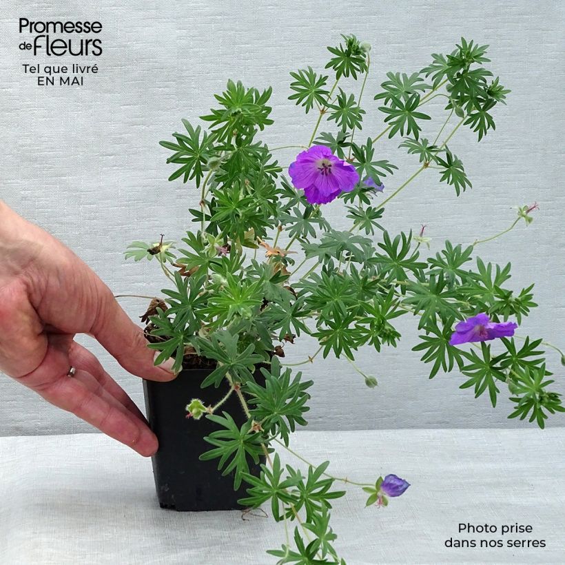 Exemplar von Geranium sanguineum Elsbeth - Blutstorchschnabel Kleine Töpfe von 8/9 cm wie im Frühjahr geliefert