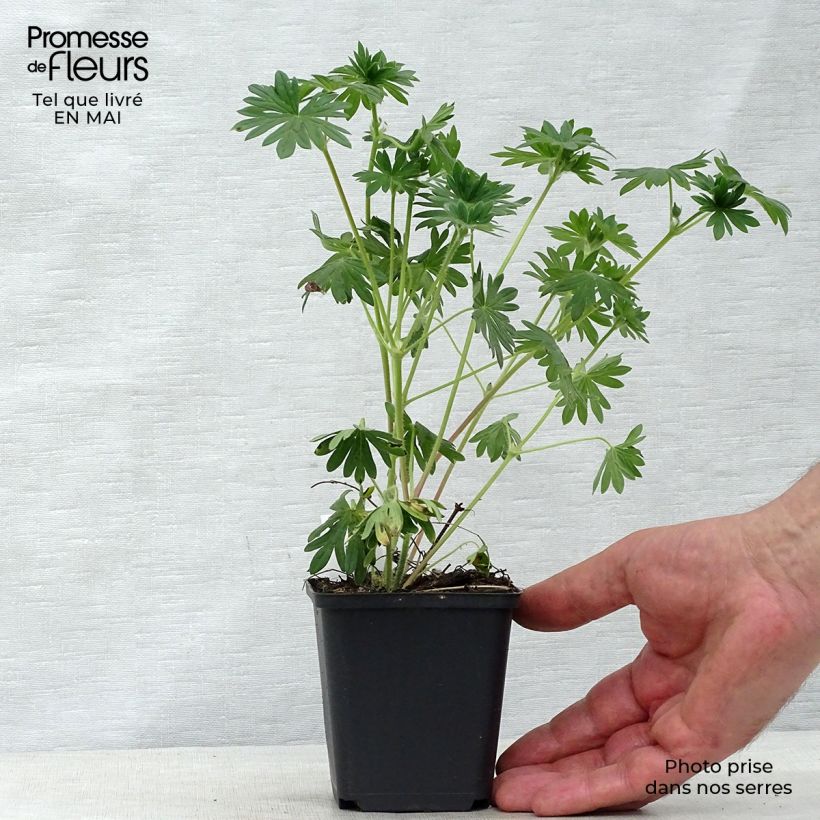 Exemplar von Geranium sanguineum Hannelore - Blutstorchschnabel Kleine Töpfe von 8/9 cm wie im Frühjahr geliefert