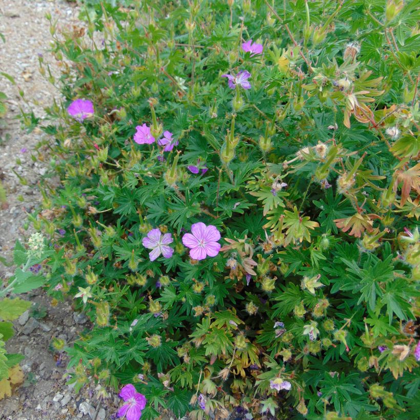 Geranium sanguineum Hannelore - Blutstorchschnabel (Wuchs)