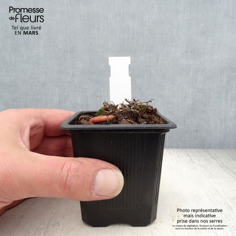 Example of Geranium sanguineum Max Frei - Blutstorchschnabel Kleine Töpfe von 8/9 cm as you get in printemps