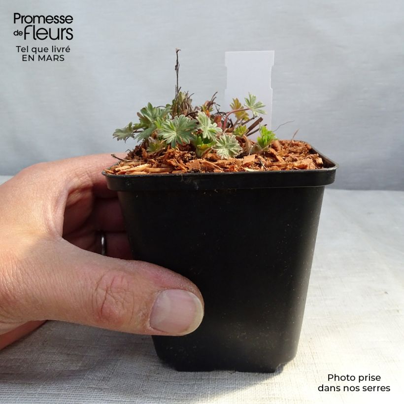 Example of Geranium sanguineum Pink Pouffe - Blutstorchschnabel Kleine Töpfe von 8/9 cm as you get in printemps