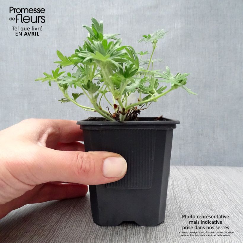 Exemplar von Geranium sanguineum Vision - Blutstorchschnabel Kleine Töpfe von 8/9 cm wie im Frühjahr geliefert