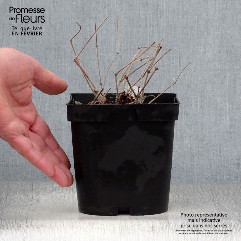 Example of Geranium sanguineum Topf mit 1L/1,5L as you get in hiver