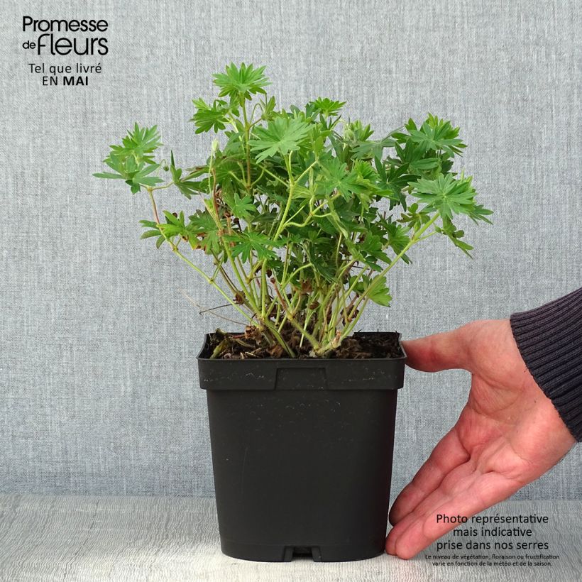 Example of Geranium sanguineum Topf mit 2L/3L as you get in printemps