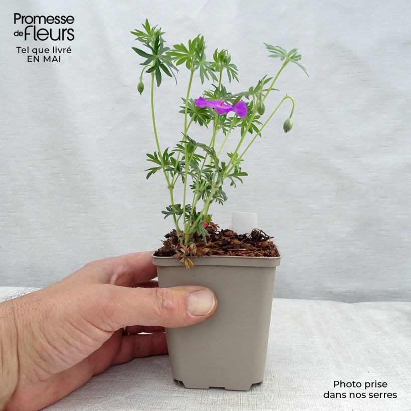 Example of Geranium sanguineum Kleine Töpfe von 8/9 cm as you get in printemps