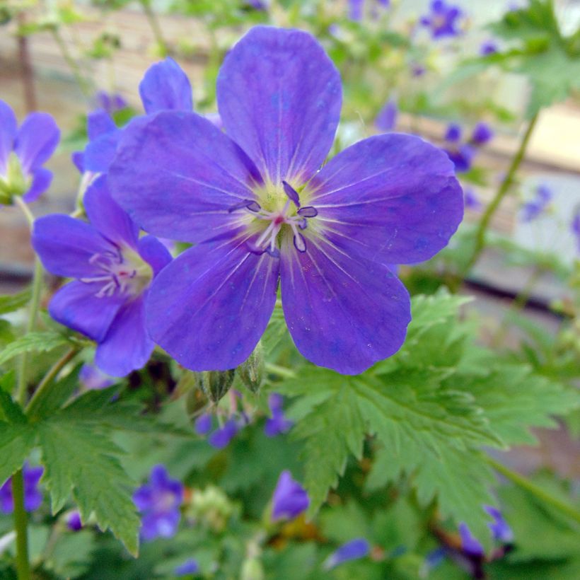 Geranium sylvaticum Bridget Lion - Wald-Storchschnabel (Blüte)