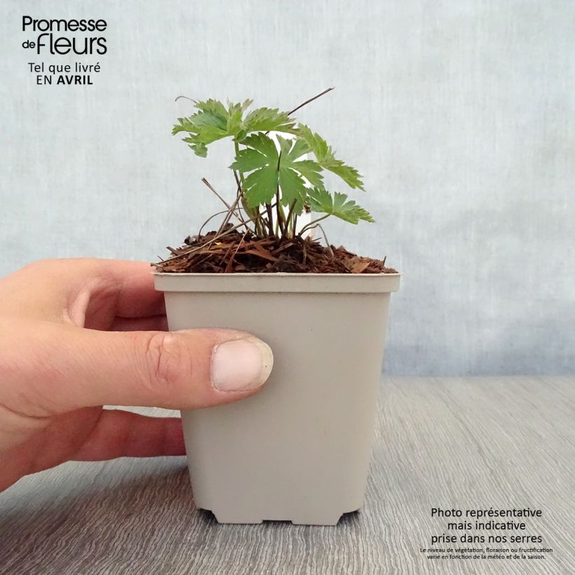 Exemplar von Geranium sylvaticum Bridget Lion - Wald-Storchschnabel Kleine Töpfe von 8/9 cm wie im Frühjahr geliefert