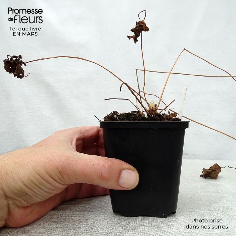 Exemplar von Geranium sylvaticum May Flower - Wald-Storchschnabel Kleine Töpfe von 8/9 cm wie im Frühjahr geliefert