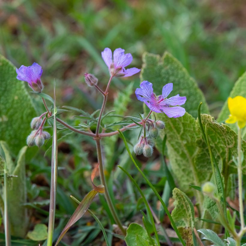 Geranium tuberosum - Knolliger Storchschnabel (Wuchs)