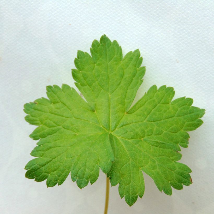 Geranium versicolor - Storchschnabel (Foliage)
