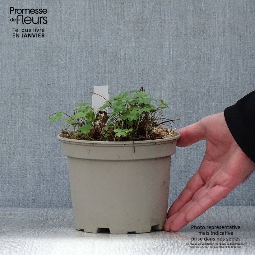 Example of Geranium versicolor - Storchschnabel Topf mit 2L/3L as you get in hiver