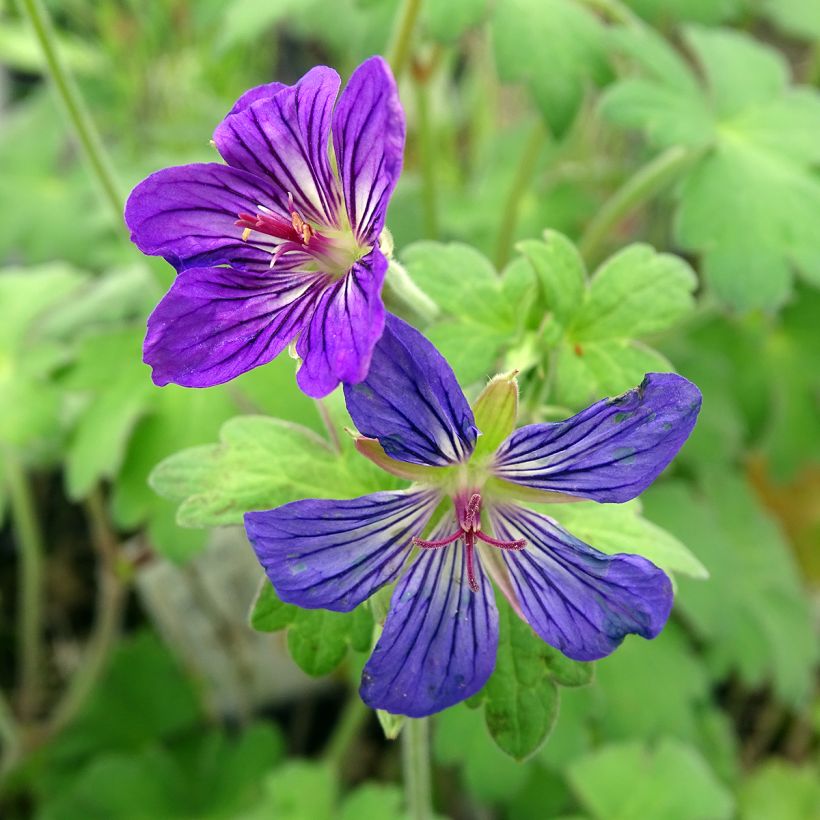 Geranium wlassovianum - Storchschnabel (Flowering)