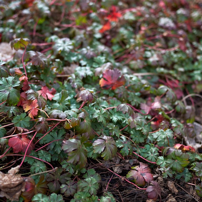 Geranium wlassovianum - Storchschnabel (Foliage)