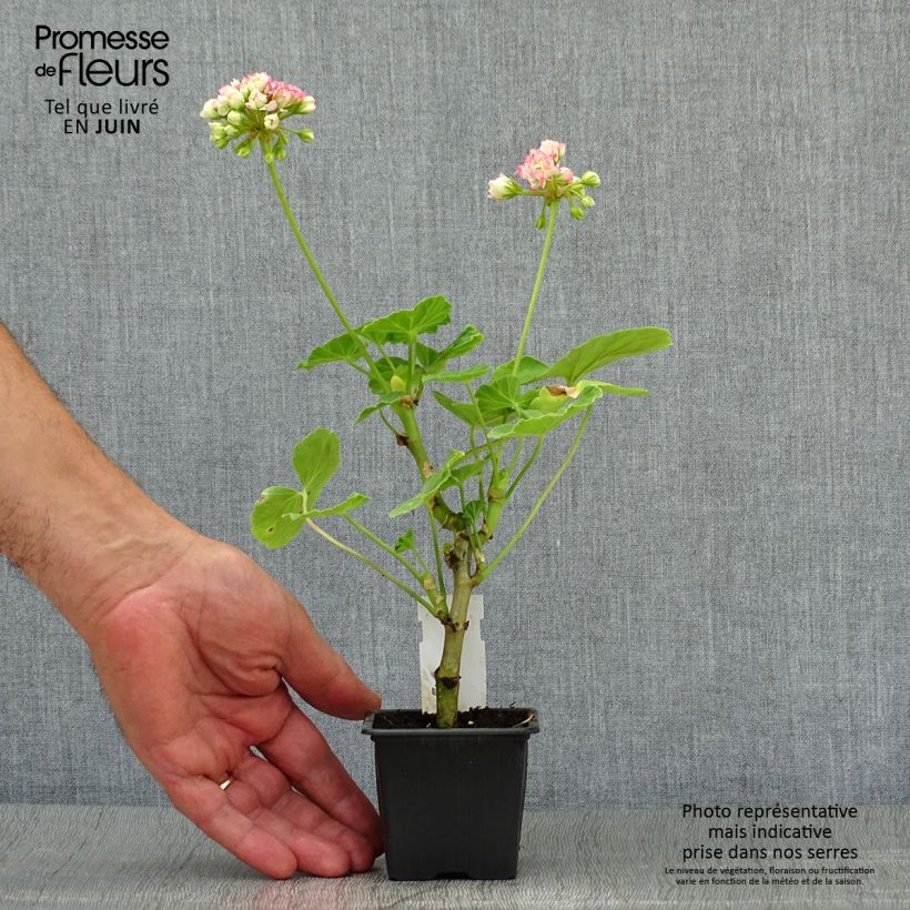 Exemplar von Zonal-Pelargonie Appleblossom - Pelargonium Kleine Töpfe von 7/8 cm wie im Sommer geliefert