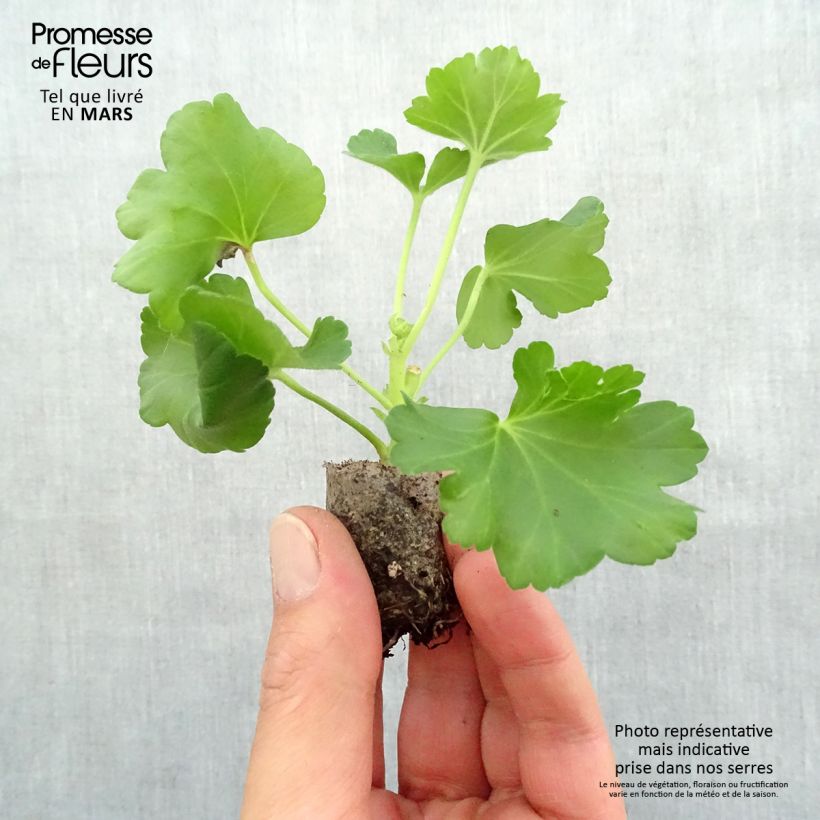 Exemplar von Zonal-Pelargonie PAC Candy Rose - Pelargonium Mini-Plug Ø 3/4 cm wie im Frühjahr geliefert