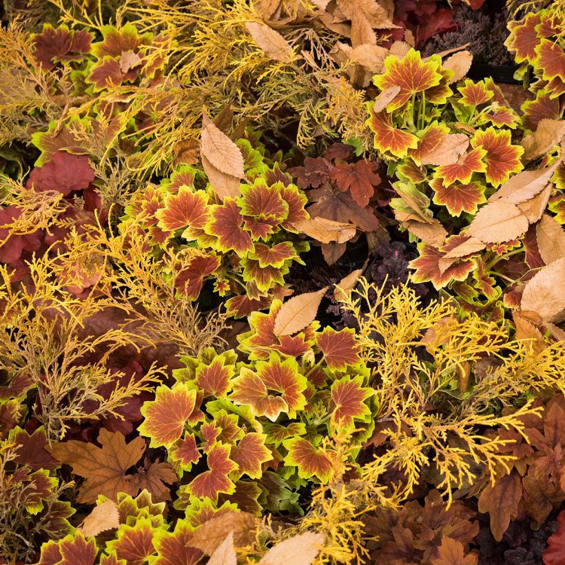Zonal-Pelargonie Decima - Pelargonium (Wuchs)