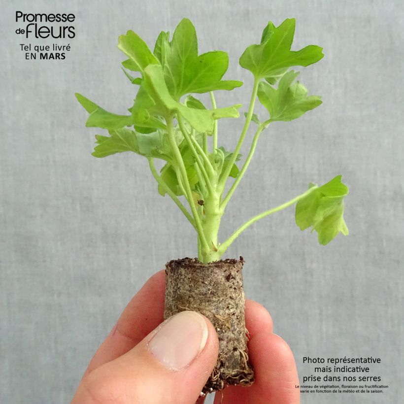 Exemplar von Zonal-Pelargonie Fireworks Pink - Pelargonium Mini-Plug Ø 3/4 cm wie im Frühjahr geliefert