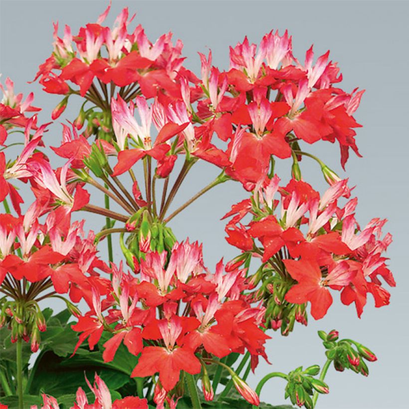 Zonal-Pelargonie Fireworks Red White - Pelargonium (Flowering)