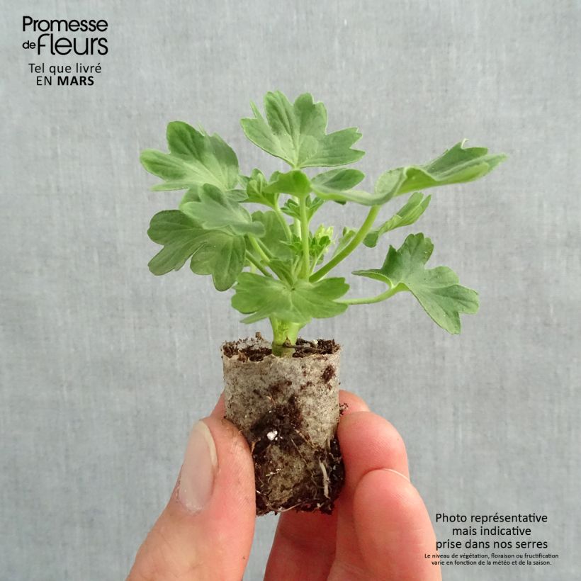 Example of Zonal-Pelargonie Fireworks Red White - Pelargonium Mini-Plug Ø 3/4 cm as you get in printemps